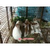 新闻:台州兔子养殖连锁代理加盟|兔子养殖销路-天翎农业发展有