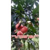 新闻:红宝石葡萄柚苗基地-优惠的台湾葡萄柚苗哪里卖得好(在线