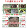 新闻:湖北振农生态农业发展公司_振农9号泥鳅养殖_养一亩泥鳅