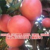 新闻:美国葡萄柚苗木一般多少钱(推荐阅读)