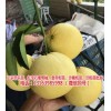 新闻:广东黄肉葡萄柚苗哪里有卖(推荐阅读)