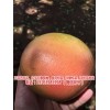 新闻:台湾甜葡萄柚苗_鸡尾葡萄柚苗一般多少钱-湖南红肉葡萄柚