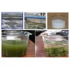 宜兰县皮革厂污水站聚丙烯酰胺污水培育菌种的选择