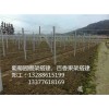 新闻:惠州葡萄水泥柱搭建_惠州搭建葡萄大棚
