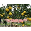 新闻:湖北台湾甜葡萄柚苗哪里买