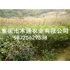 新闻:出售斑鸠扎豆腐苗_神仙豆腐树种苗种植基地(查看)_供应