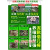 新闻:湖北振农生态农业发展公司_振农9号泥鳅养殖_养泥鳅投资
