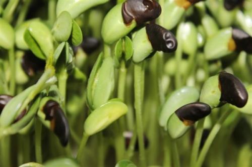 浦江芽苗菜无土种植蔬菜种植