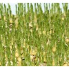 白城-小麦草芽苗菜种植技术