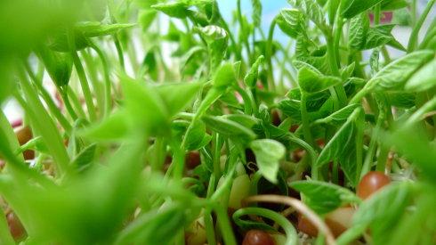 射阳芽苗菜香椿苗种植方法-山东菜之初农业科技