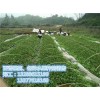 新闻:惠州哪里有罗汉松_惠州蓝莓苗