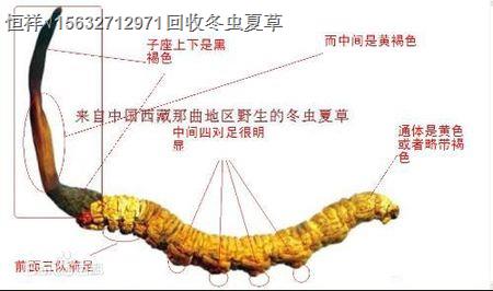 锦州虫草回收价格18611557770锦州回收虫草行情