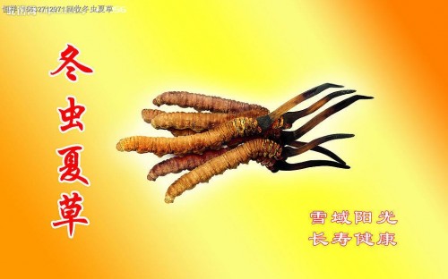 北京回收(收购)冬虫夏草丨北京回收虫草含片