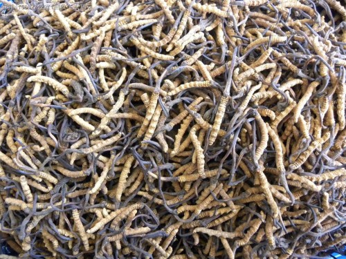 哈尔滨回收虫草价格给力18611557770哈尔滨上门冬虫夏草多少钱一克