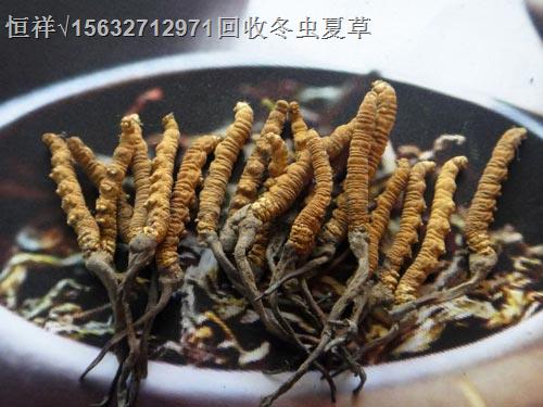 汉中回收虫草含片丨汉中回收虫草、茅台