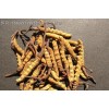 梅州冬虫夏草回收价格18611557770梅州那里回收虫草