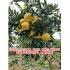 新闻:台湾引进的台湾甜葡萄柚苗哪里卖-福建红心葡萄柚苗多少钱