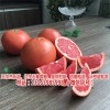 新闻:四川甜葡萄柚苗价格-哪里有正宗红皮红肉葡萄柚苗多少钱(