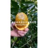 新鲜九月黄金蕉苗_五叶木通种苗价格行情(多图)-出售黄蜡瓜种
