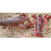 农科益丰小龙虾养殖成本和利润，小龙虾养殖场图片(推荐商家)(