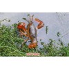 新闻:农科益丰济宁小龙虾养殖，关于小龙虾养殖技术