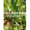 新鲜翡翠豆腐苗_观音豆腐树种苗哪里有卖(图)-供应观音豆腐树
