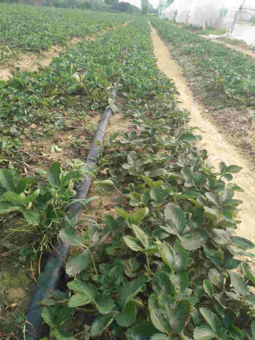 云南章姬草莓苗大棚种植使用什么底肥