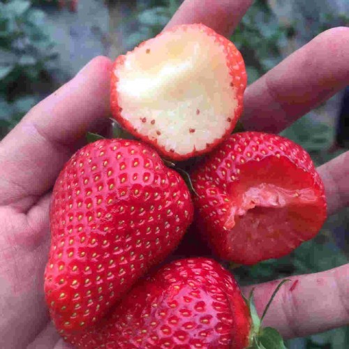 贵州京桃香草莓大棚授粉
