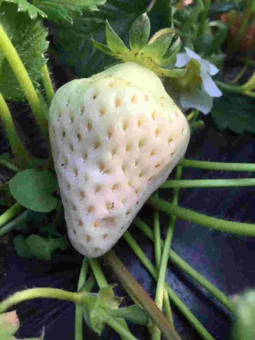 吉林京藏香草莓苗