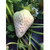 山西京桃香草莓大棚种植