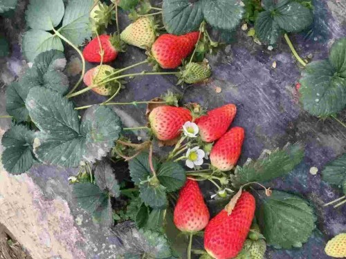河南章姬草莓大棚种植管理方法