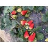 云南京泉香草莓生长期管理