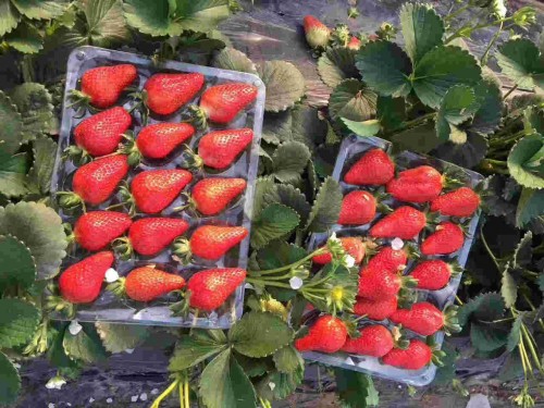 江苏京藏香草莓生长期管理