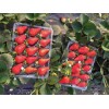 河南京泉香草莓几月份种植