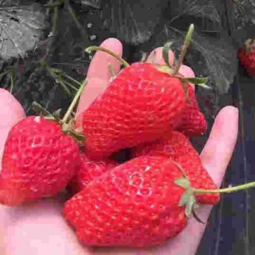 江西红颜草莓大棚种植