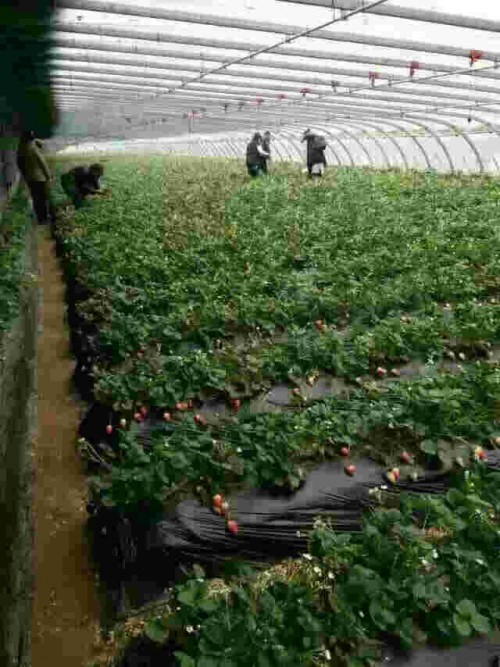 西藏红颜草莓苗露天种植