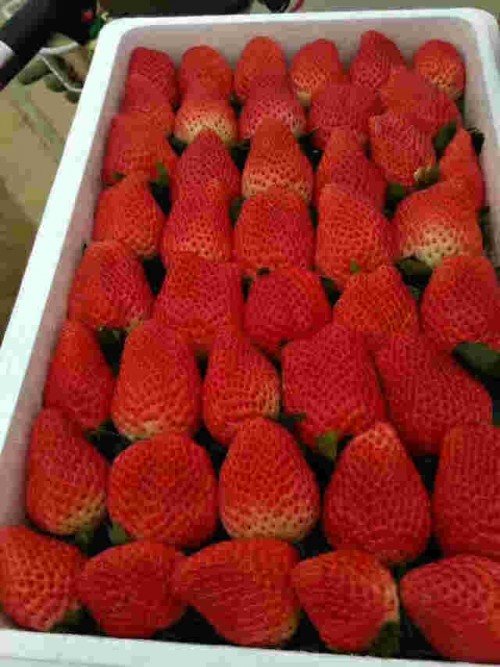 湖北京泉香草莓几月份成熟
