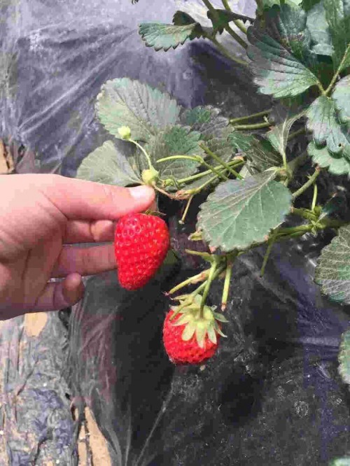 安徽京藏香草莓花期管理