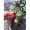 河北京藏香草莓一亩大栽棚多少棵