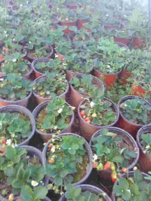 云南京泉香草莓生长期使用什么肥料