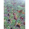 青海桃熏草莓苗种植时间