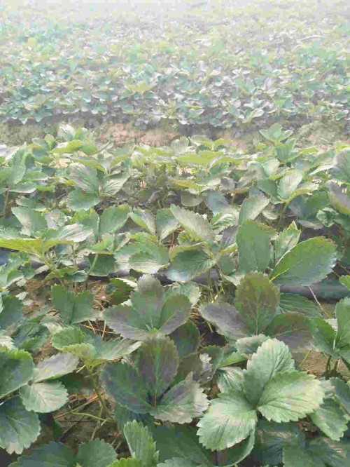 天津市红颜草莓大棚种植用什么底肥
