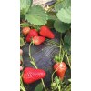 青海桃熏草莓病虫害防治
