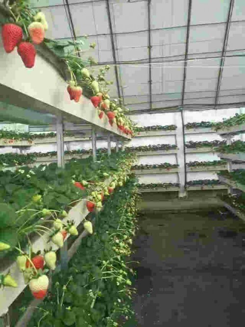 浙江京藏香草莓一亩大栽棚多少棵