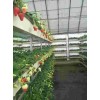 贵州章姬草莓苗