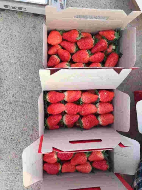 山东桃熏草莓苗大棚种植