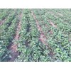 内蒙古章姬草莓大棚种植管理方法