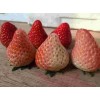 四川京桃香草莓畸形果预防