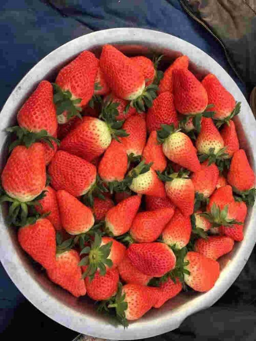 吉林甜查理草莓品种来源