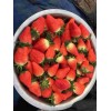 新疆京泉香草莓种植前准备工作